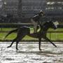 LOUISVILLE, KY - MAY 05: McCraken runs on the track during morning training prior to the 143rd Kentucky Derby at Churchill Downs on May 5, 2017 in Louisville, Kentucky. (Photo by Michael Reaves/Getty Images)