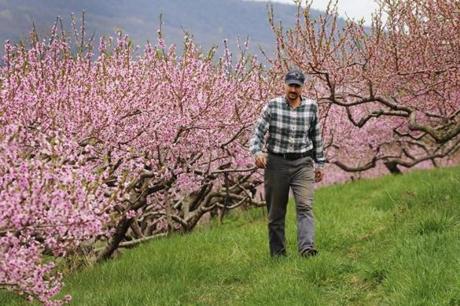 Ben Clark walked among peach trees in full bloom at Clarkdale Orchards in Deerfield, Mass. last month.
