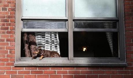 Boston, MA - 5/16/2017 - This pet enjoys the warmth of the sun from a window on Tufts Street. There's a plan to dramatically redevelop Charlestown's Bunker Hill housing complex. Some are concerned about the scope of the project. Photo by Pat Greenhouse/Globe Staff Topic: Charlestown Reporter: Tim Logan
