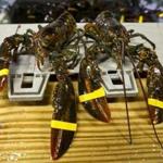Landings of lobster in the Gulf of Maine have hit recordbreaking highs, the number of young lobsters appears to be declining, and marine scientists are trying to figure out why.