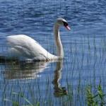 Mr. Swan at Niles Pond.