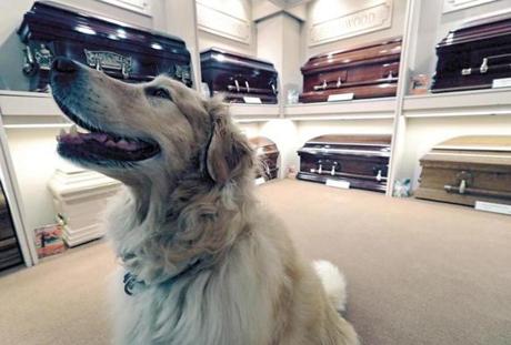 Tucker, a golden retriever, has been comforting mourners at Gately Funeral Home in Melrose for nine years.
