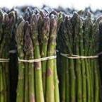 06/10/17 -- Concord, MA -- New bundles of freshly harvested asparagus are seen at Verrill Farm on June 10, 2017, in Concord, Massachusetts. (Kayana Szymczak for The Boston Globe)