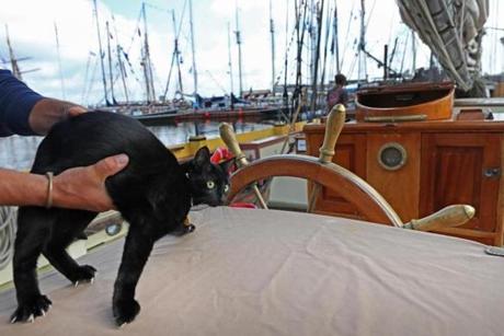 BOSTON, MA - 6/21/2017:TALL SHIPS.... cat's name is Fiji on Picton Castle ship in the Captains quarters at Boston Fish Pier. (David L Ryan/Globe Staff ) SECTION: METRO TOPIC 21tallshipcats
