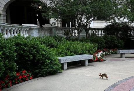 A rabbit ran across the sidewalk at the State House.
