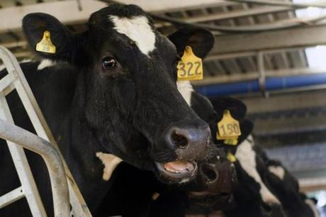 Harvard University?s investment team knew little about milking cows when they swooped in and bought a 4,350-acre dairy operation in New Zealand in 2010 for about $25 million.
