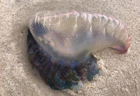 Portuguese Man of War jellyfish have been found washed up on Seagull Beach in Yarmouth, MA. Beachgoers have been warned to avoid them.
