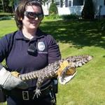 Animal control officer Ruu Weist captured the Argentina black and white tegu, which was living under a shed in an old groundhog burrow.