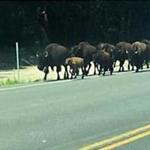 A herd of bison spotted running loose in Gilford, N.H. 