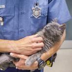 Massachusetts State Trooper John DeNapoli held a long-haired house cat he rescued from the median on Interstate 93.