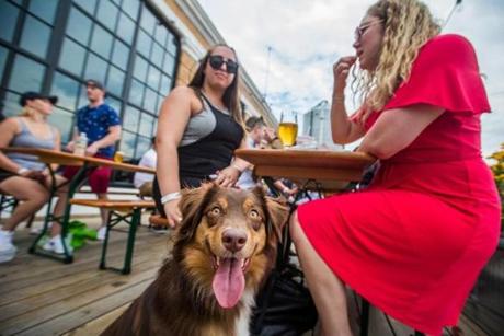 Emily Bordenski (left) and Betsy Meharg sat with Oswin during a ?yappy hour? at Dorchester Brewing Company. 
