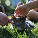 Boston, MA -- 8/6/2017 - Kiki Porcello, 3, of Beverly lays in the grass as people pet her during the first Caturday gathering of cats, their owners and cat lovers on Boston Common. The event had to be moved from Saturday because of the weather thus ruining the pun. (Jessica Rinaldi/Globe Staff) Topic: 07cats Reporter: 