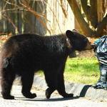 Bears ate from a trash can in Hanover, N.H., in April. 
