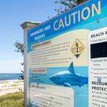 An uptick in shark sightings off Cape Cod is enough to make you wonder about that weekend trip to the beach. 