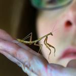 Christine Helie raised 200 baby praying mantises that she found in egg sacs in April.