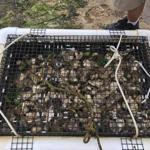 ?The reason shellfish aquaculture is regulated at such a high degree is because disease can completely wipe out entire areas of shellfish populations,? according to the Yarmouth Division of Natural Resources.