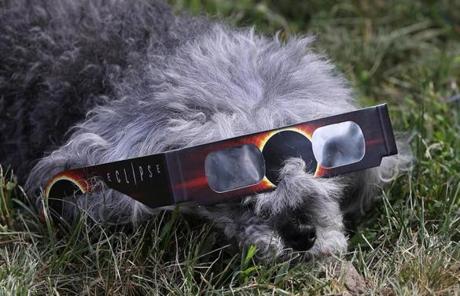 ECLIPSE SLIDER7 Milton, MA - 8/21/2017 - Becca Phillips (cq), of Needham, put viewing glasses on her dog 