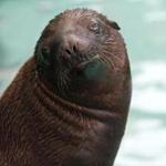 Ron, a California sea lion pup, spent his first two months living in a behind-the-scenes pool with his mother, Tipper.