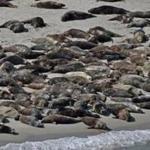 The number of seals residing in the waters off the state?s coast is probably as high as 50,000, based on recent research.