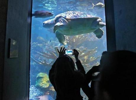 Boston MA 4/17/16 Zara Ali (cq) taking a picture of the sea turtle with her friend Eihab Ahmed (cq) at the New England Aquarium on Sunday April 17, 2016. They are both visiting from Toronto,Canada. (Photo by Matthew J. Lee/Globe staff) topic: reporter:
