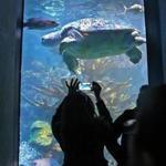 The New England Aquarium is one of the cultural venues in the Boston area that is taking part in a new arts program for low-income people.