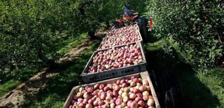 Applecrest Farm Orchards in Hampton Falls. 
