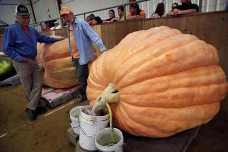 Topsfield, MA- September 29, 2017: Growers (l-r) Joe Jutras, of North Scituate, RI and Steven Sperry of Johnston, RI, admire Woody Lancaster's (of Topsfield) Atlantic Giant Pumpkin, right (the eventual winner at 2003.5 lbs), during the New England Giant Pumpkin Growers Association's Giant Pumpkin Weigh-Off at the Topsfield Fair in Topsfield, MA on September 29, 2017. Sperry said he thought Lancaster's entry would win, 