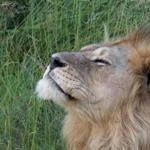 A large black-maned lion seems oblivious to a game vehicle passing just yards away on Botswana?s Kalahari Plains. 