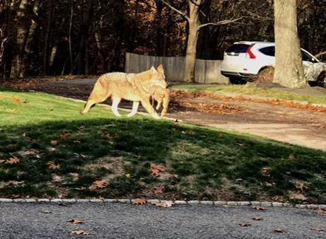 A coyote carried a cat in its mouth in Newton.
