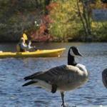 Kayakers glide past Canada Geese on the Charles River in Weston.