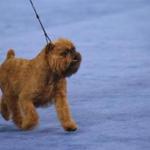 A Brussels Griffon named Newton won Best in Show at the National Dog Show in Philadelphia. MUST CREDIT: Bill McCay, NBC