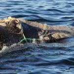 A North Atlantic right whale entangled in fishing ropes.