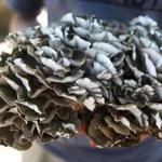 Chef and forager Eric Buonagurio cut this hen of the woods mushroom from the base of a roadside oak tree in Andover.
