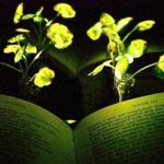 A book, Paradise Lost, illuminated with nanobionic light-emitting watercress plants developed at MIT. 