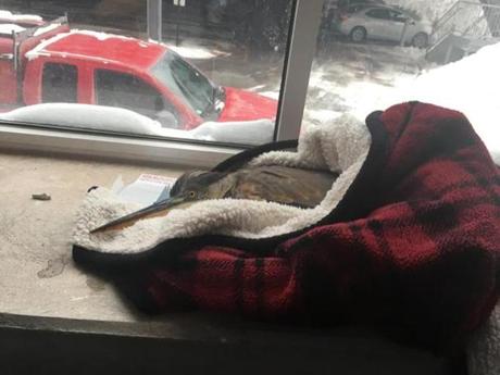 Jeanette Mercado and Christine Comforti found a heron near their office, wrapped him in a blanket, and took him inside, where they put heaters around him.
