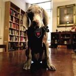 Boston, MA., 01/09/17, The Museum of Fine Arts is training twelve-week old Riley, a Weimaraner. Riley will learn to detect various scents for both security and conservation- such as dangerous objects, moths, and other pests that could damage the collection. Suzanne Kreiter/Globe staff