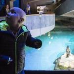 Boston, Massachusetts - 1/17/2018 - Theo Evans(3) look as an exhibit of penguins during a tour of the in Boston, Massachusetts, January 17, 2018. Theo is one of five children suffering a life threatening illness being treated at Massachusetts General Hospital that the Aquarium hosted for a private tour. (Keith Bedford/Globe Staff)