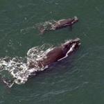 According to a 33-page civil complaint, there were only about 455 right whales in 2016, and at least 17 died last year, ?pushing the species even closer to the brink of extinction.?