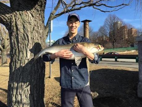 Eric Wu caught a 25-pound bass in the Charles River this week.
