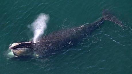 There are only about 100 adult female right whales left in the world. 
