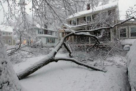 Tree limbs and wires down in Lexington on Thursday.
