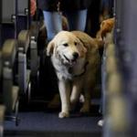 In this 2017 file photo, a service dog strolled the aisle inside a United Airlines plane at Newark Liberty International Airport. The recent death of a puppy on a United flight has raised questions about the safety of animals on the carrier. 