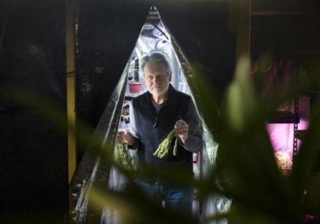  Northampton, MA - 3/21/2018 -Tom McCurry, a retired baby boomer, poses for a portrait in the room in his basement where he grows marijuana in Northampton, MA, Mar. 21, 2018. (Keith Bedford/Globe Staff) 
