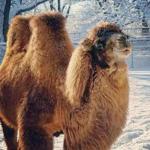 Zowie the camel was reported missing at the Franklin Park Zoo, but the call was a false alarm.  