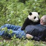 Ben Kilham, of the Kilham Bear Center in New Hampshire, is scene with a giant panda (top) at Panda Valley in Dujiangyan, China, in the new IMAX film ?Pandas.?