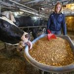 Montgomery, VT- March 15, 2018-Globe Staff- Stan Grossfeld- Elinor Purrier, who recently won the 2018 NCAA Indoor Track & Field Championships in the women's mile run, lets Quincy, one of the dairy cows , grab a quick snack at the family dairy farm. 