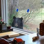A black bear peeked into a resident?s window in Bedford, N.H.