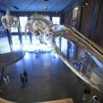 10/10/2014 - New Bedford, MA - Skeletons of whales hang in the entrance to the New Bedford Whaling Museum. For Address section feature on New Bedford, MA - Topic: 101914LocationPics. Photo by Dina Rudick/Globe Staff.