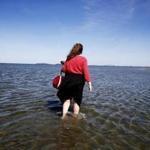Lisa Quigley, of Somerville,  walked the Wollaston Beach with her sister and couldn't resist getting her feet wet as she waded in to look for shells last week.