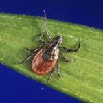 FILE - In this undated file photo provided by the U.S. Centers for Disease Control and Prevention (CDC), a blacklegged tick - also known as a deer tick, rests on a plant. The extended winter of 2017-2018 on the East Coast doesn't seem to have done much to impact ticks, whose numbers are expect to be similar to last year. Dog walkers and runners are already talking of spotting plenty of the blood suckers. (CDC via AP, File)
